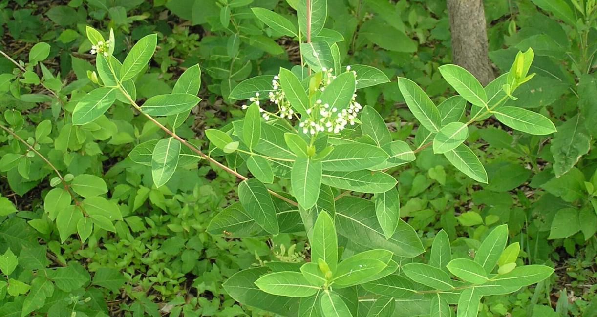 Indian Hemp habit