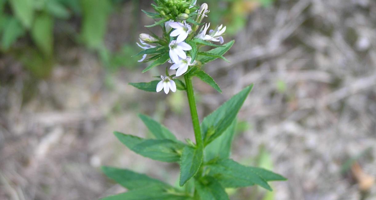 Indian Tobacco flower