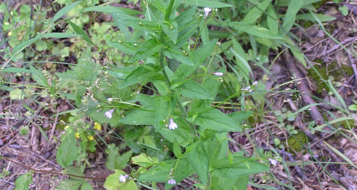 Indian Tobacco habit