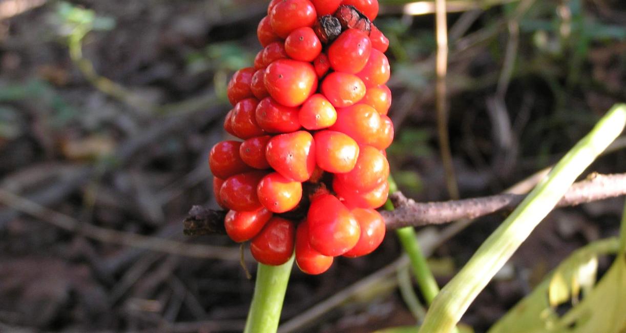 Jack in the Pulpit fruit