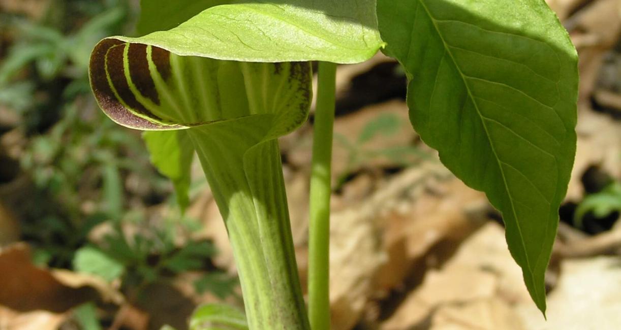 Jack in the Pulpit