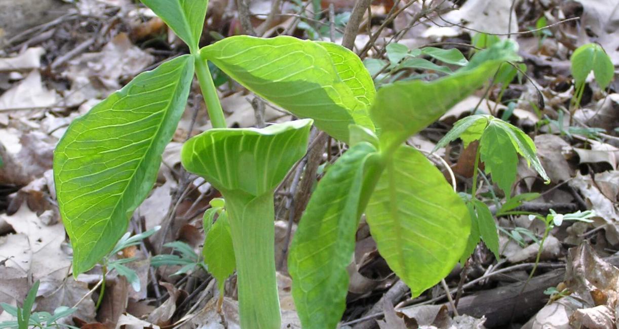 Jack in the Pulpit
