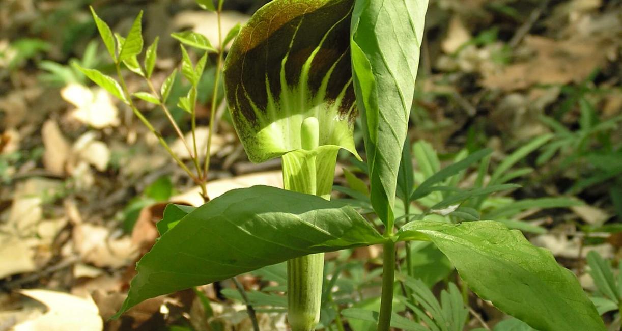 Jack in the Pulpit