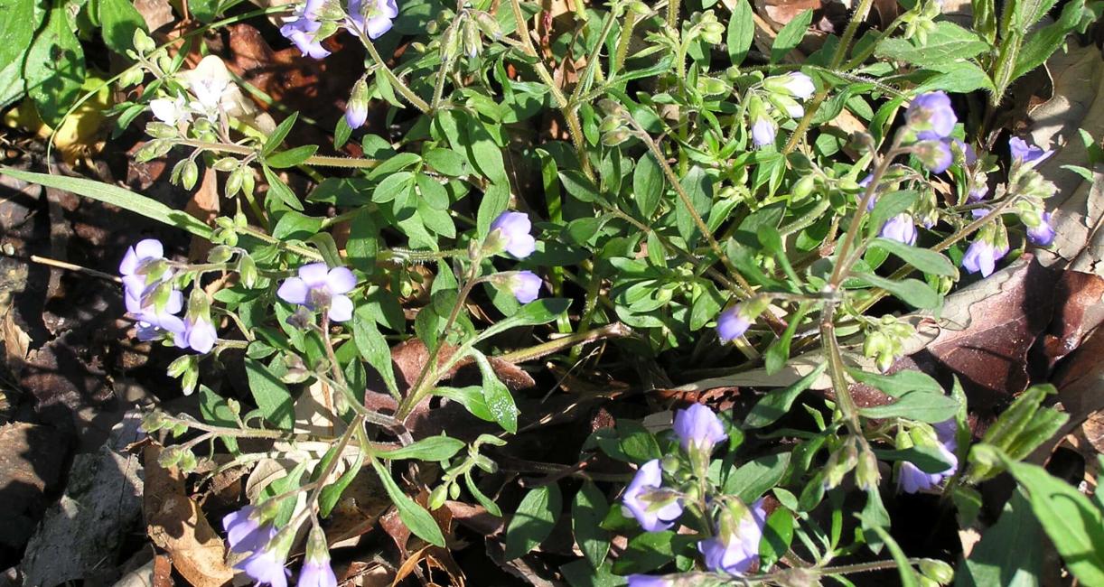 Jacobs Ladder habit