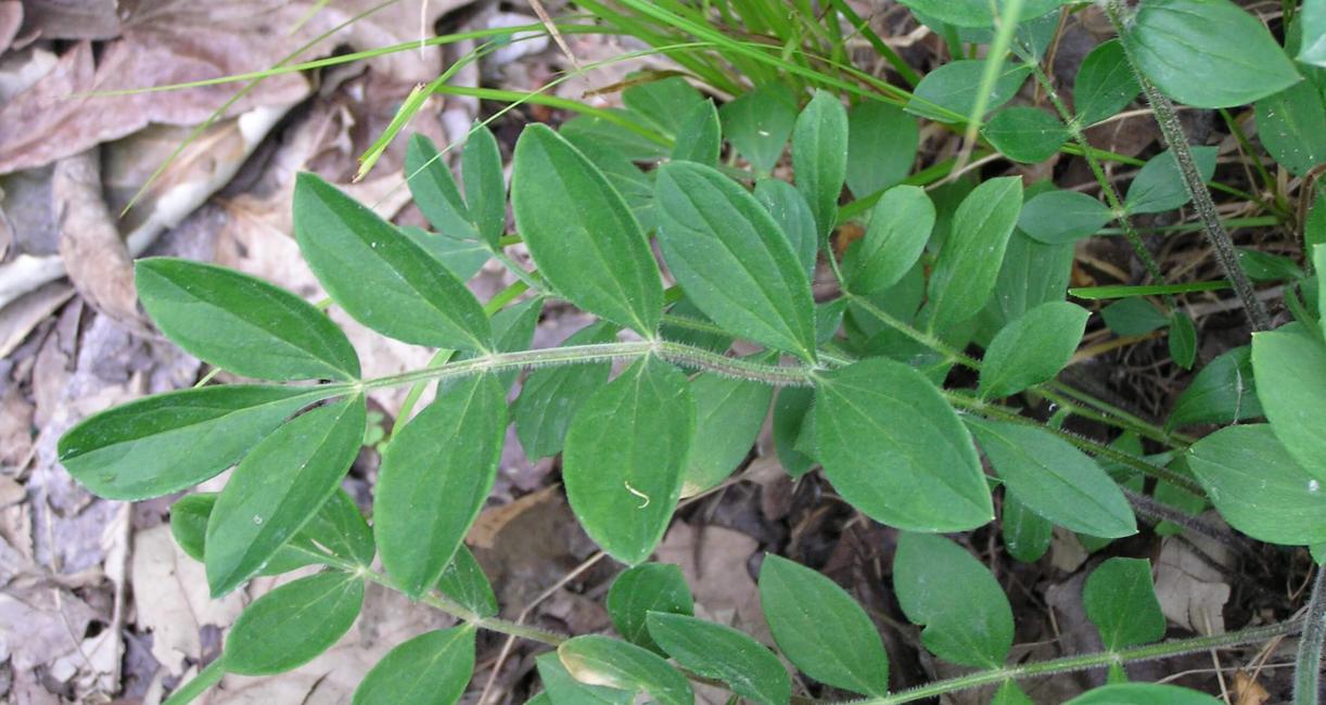 Jacobs Ladder leaves