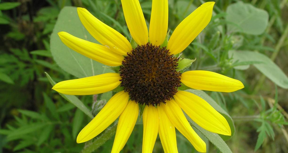 Jerusalem Artichoke flower