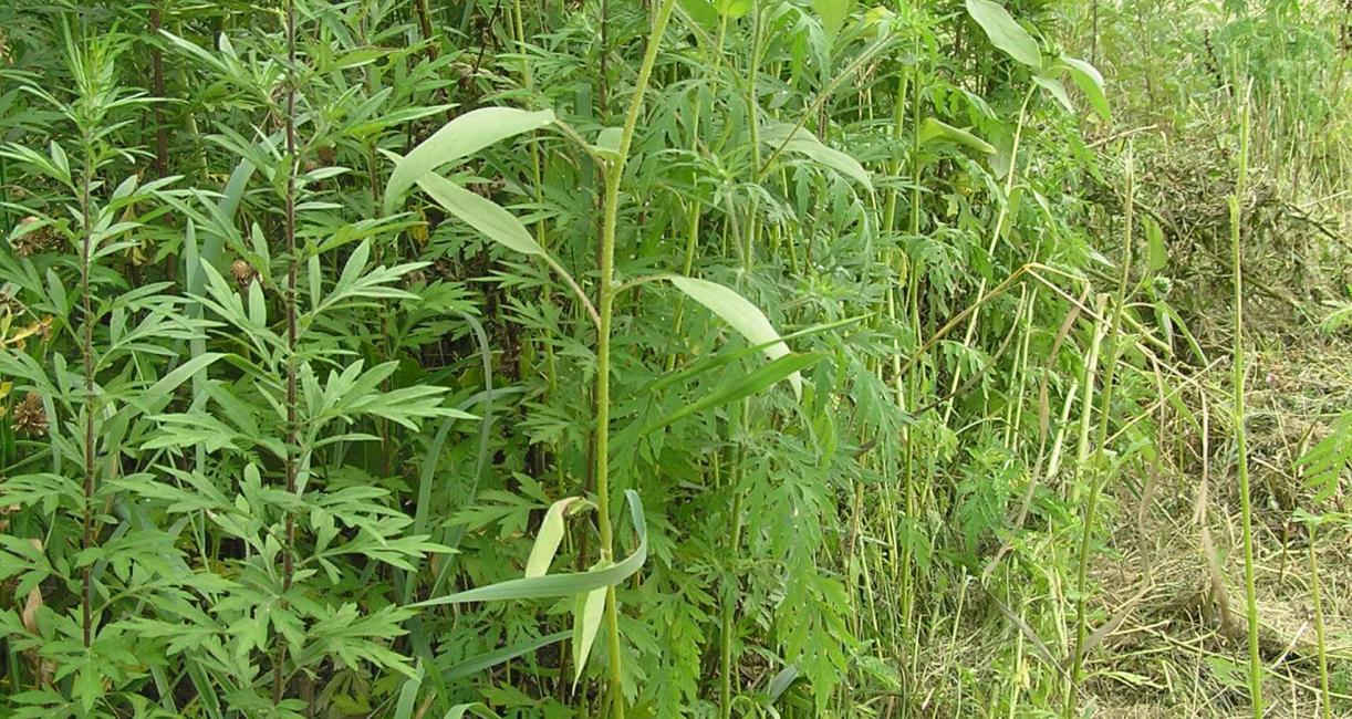 Jerusalem Artichoke habit