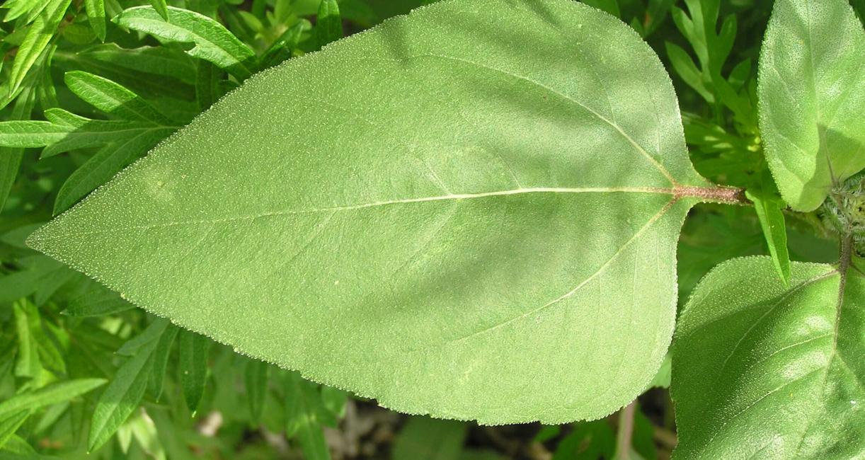 Jerusalem Artichoke leaves