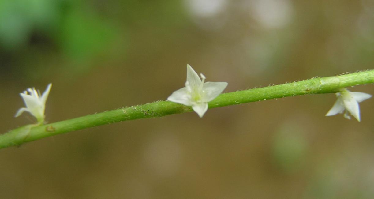 Jumpseed flower