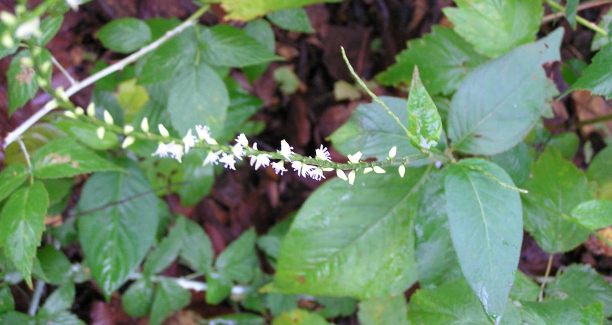 Jumpseed flower