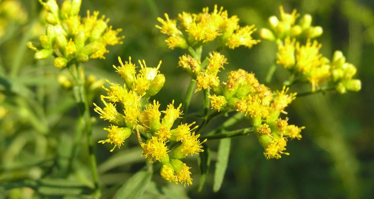 Lance Leaved Goldenrod flower