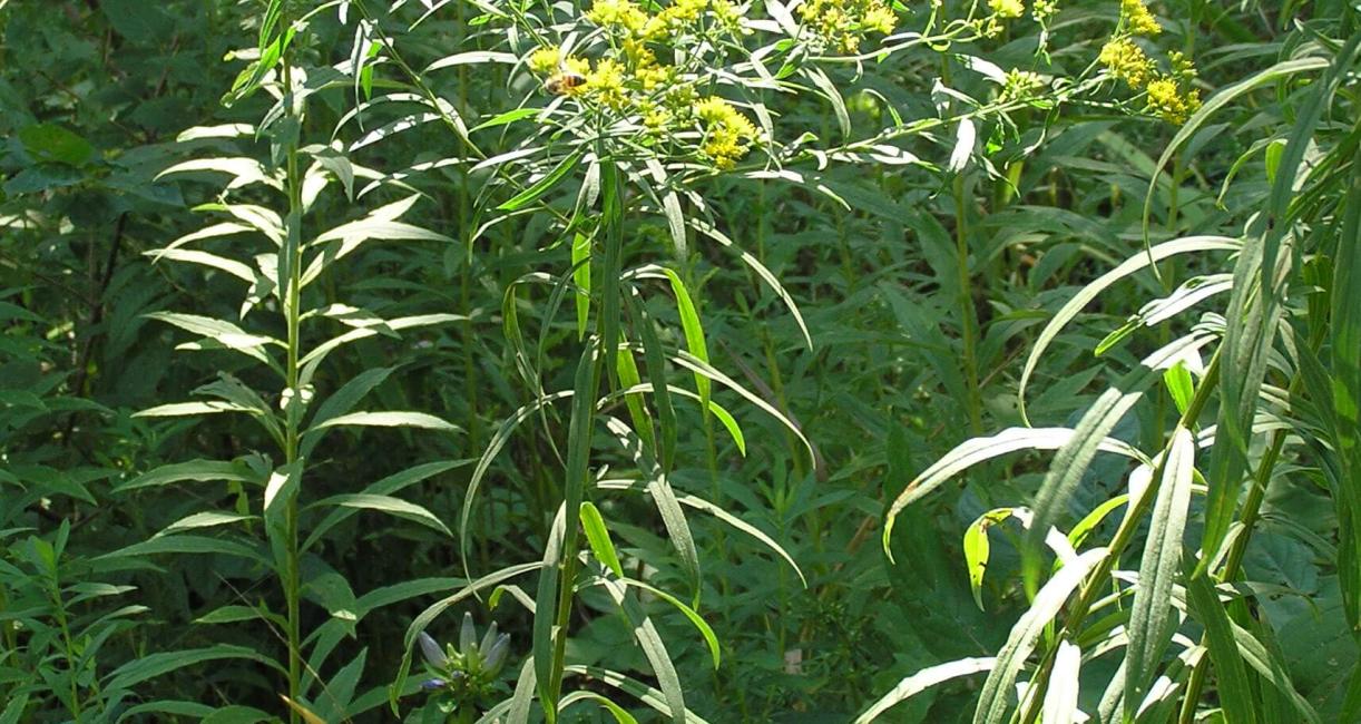 Lance Leaved Goldenrod habit