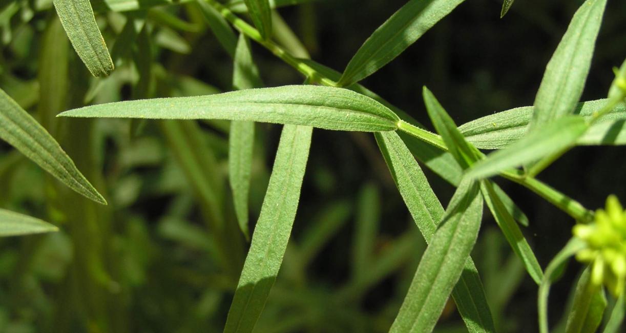 Lance Leaved Goldenrod leaves
