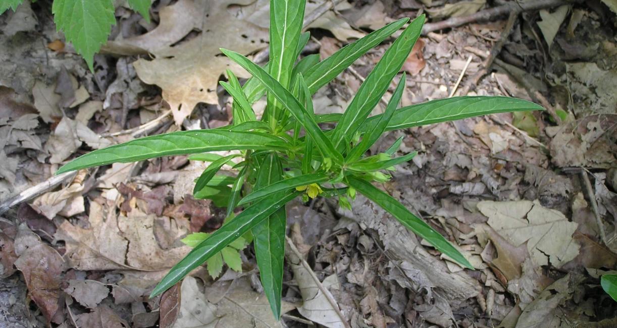 Lance Leaved Loosestrife habit