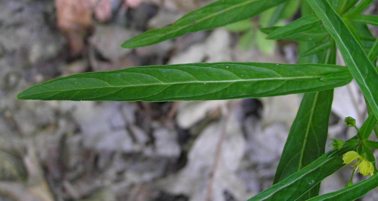 Lance Leaved Loosestrife leaves
