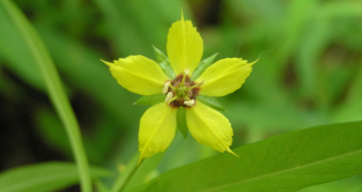Lance Leaved Loosestrife