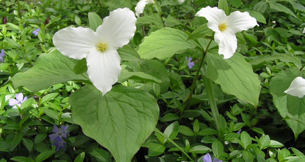 Large Flowered Trillium habit
