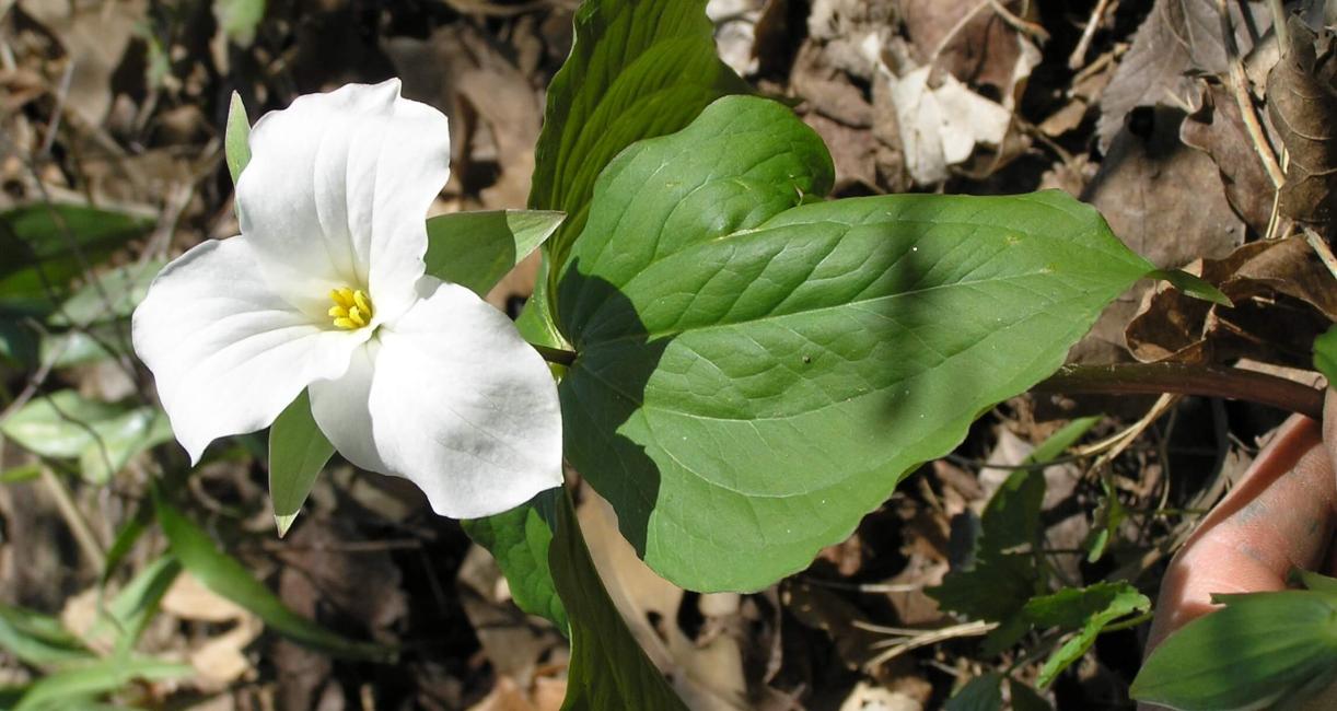 Large Flowered Trillium leaves