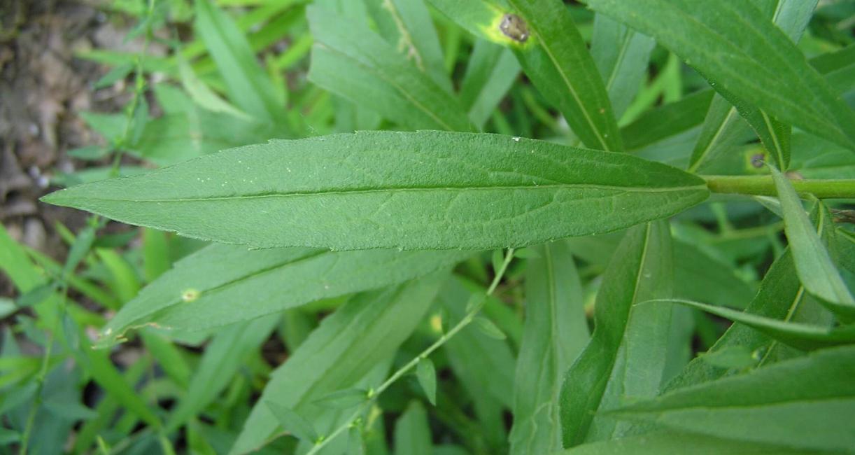 Late Goldenrod leaves
