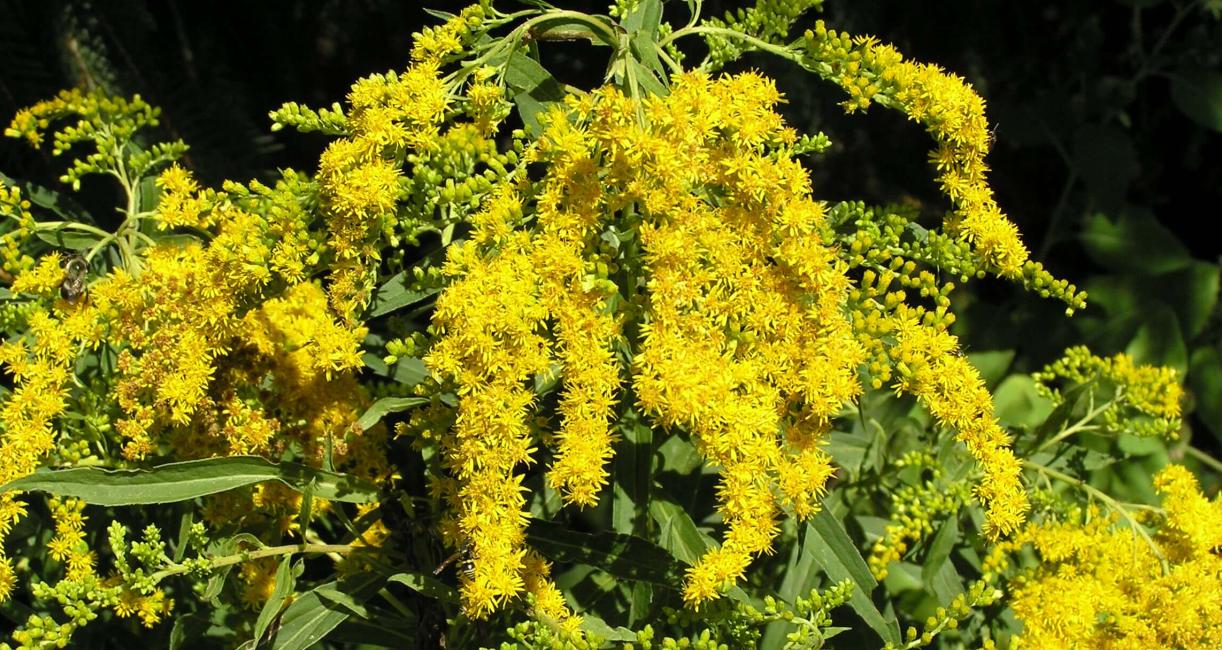 Late Goldenrod
