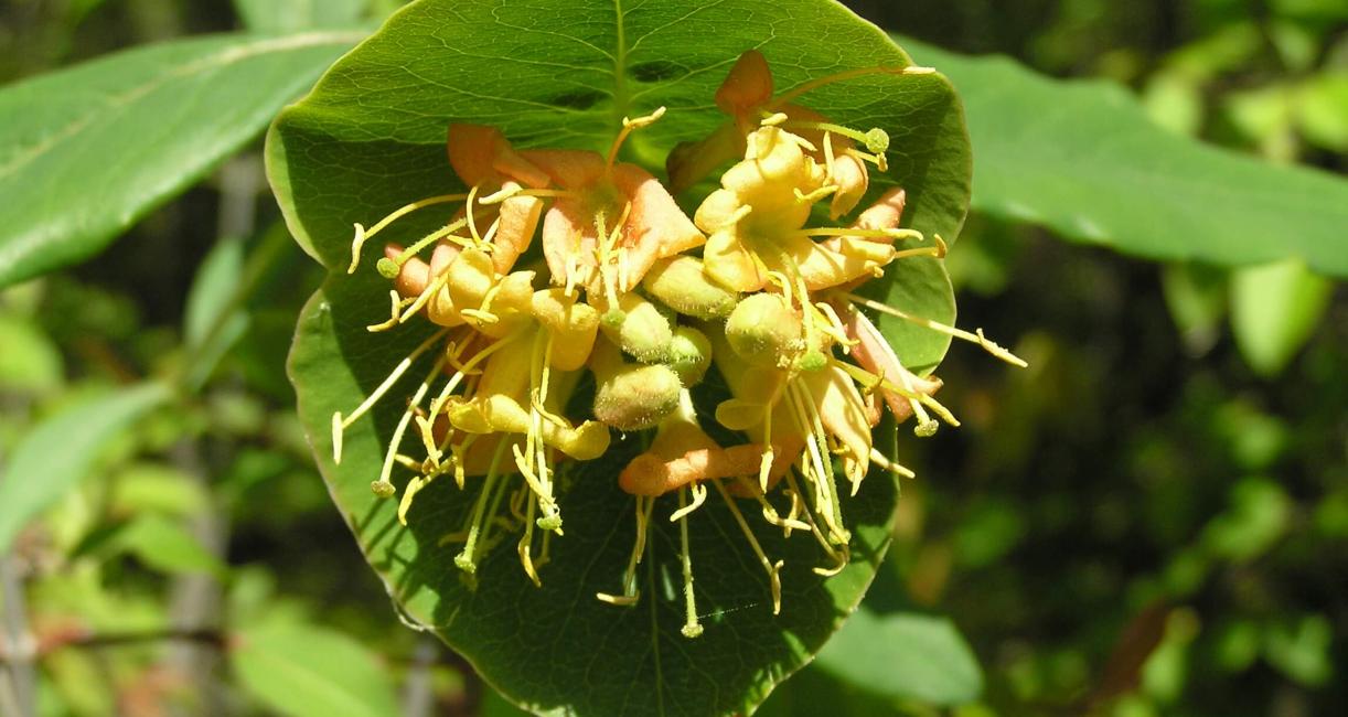 Limber Honeysuckle flower