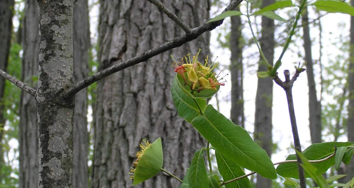 Limber Honeysuckle habit