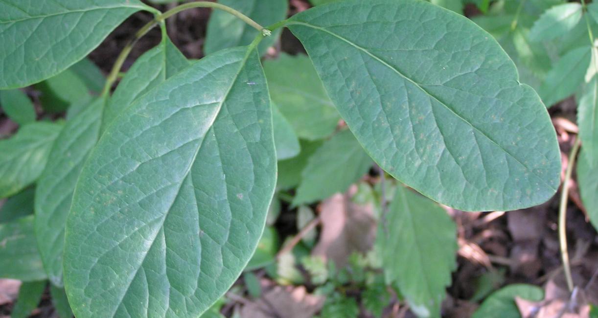 Limber Honeysuckle leaves
