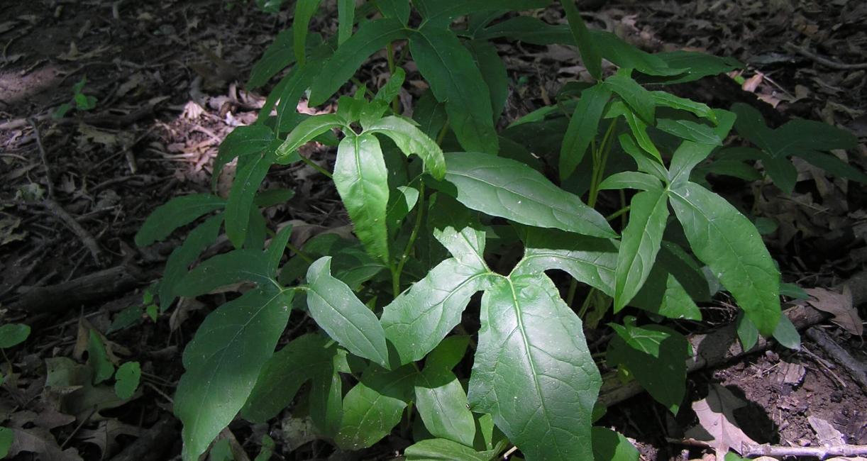 Lions Foot habit
