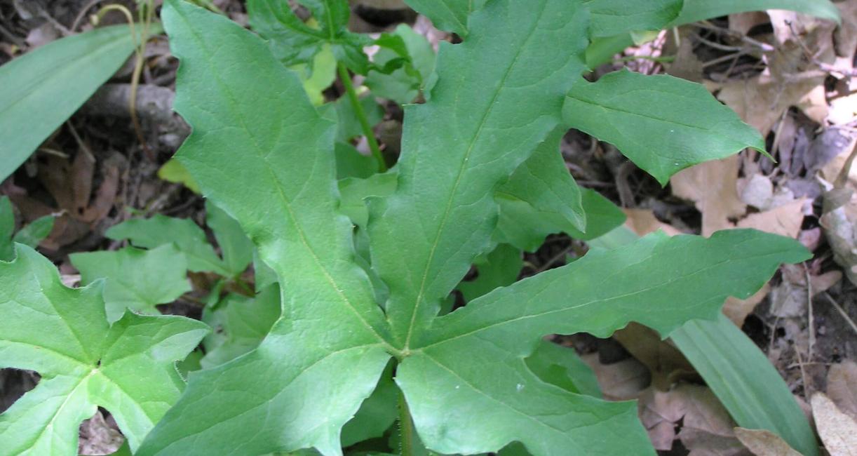Lions Foot leaves