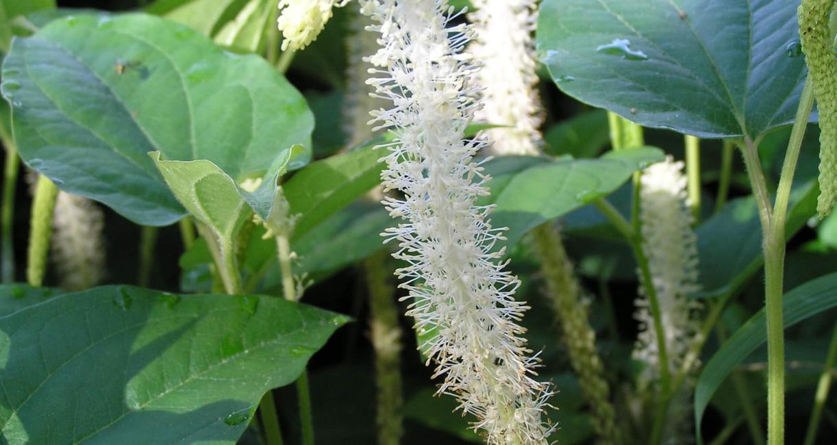 Lizards Tail flower
