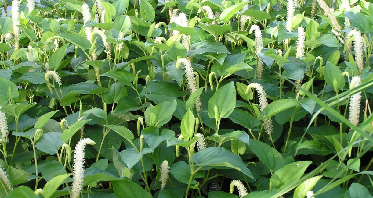 Lizards Tail habit