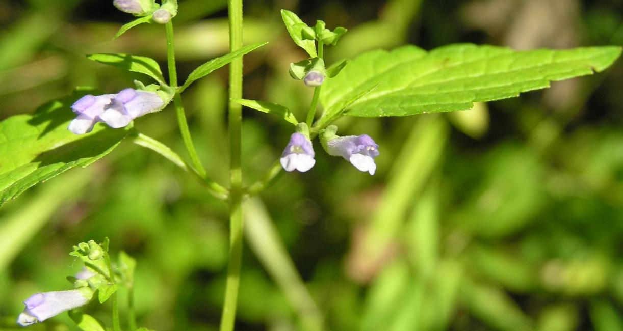 Mad Dog Skullcap flower