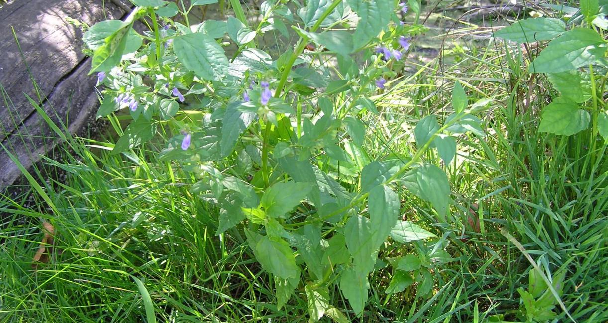 Mad Dog Skullcap habit