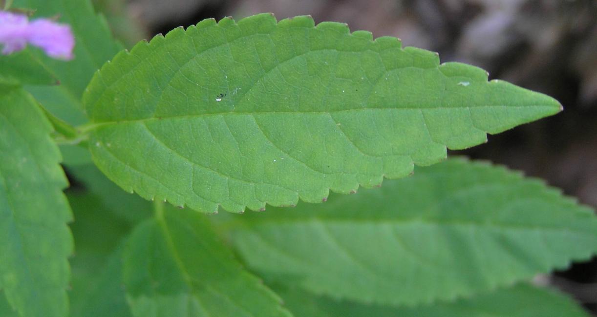 Mad Dog Skullcap leaves