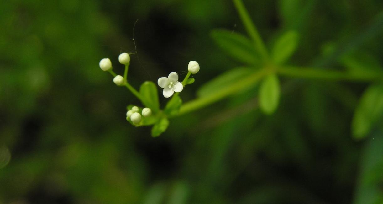 Marsh Bedstraw flower