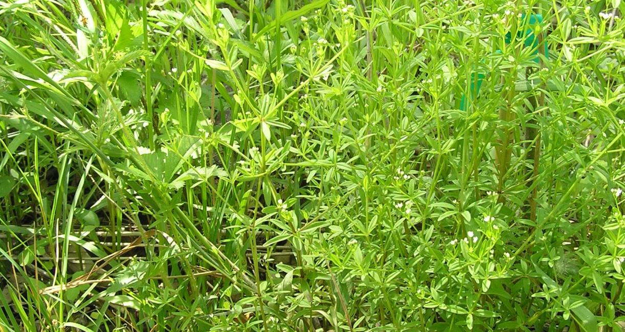 Marsh Bedstraw habit