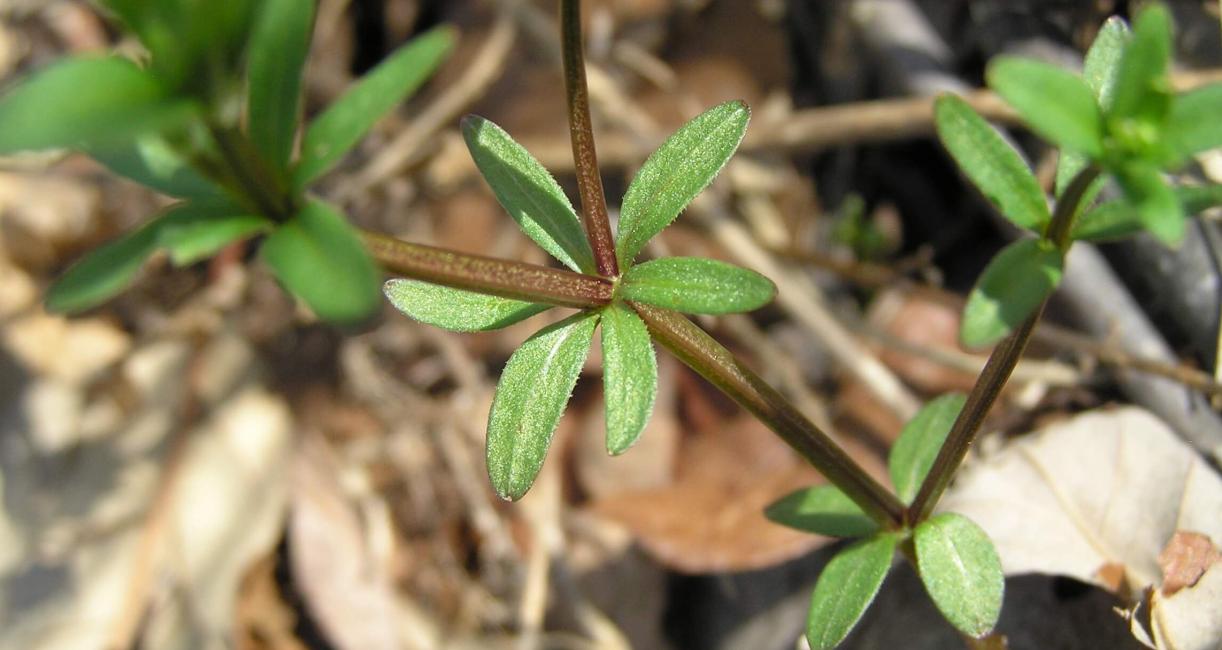 Marsh Bedstraw leaves