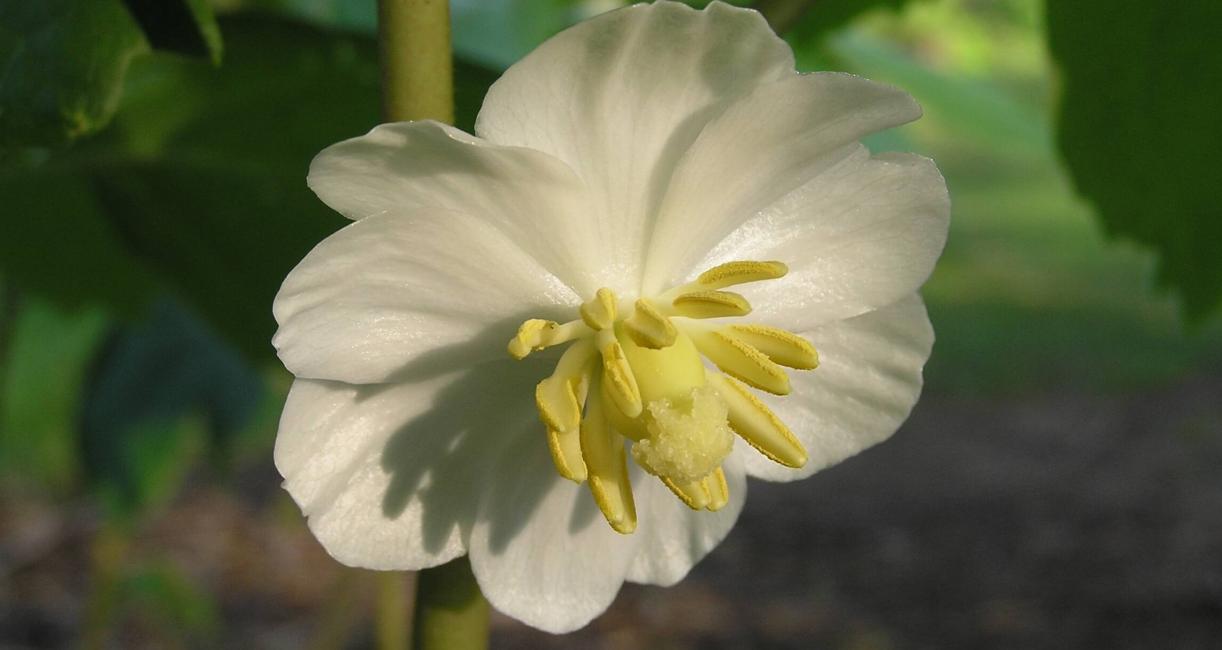 Mayapple flower