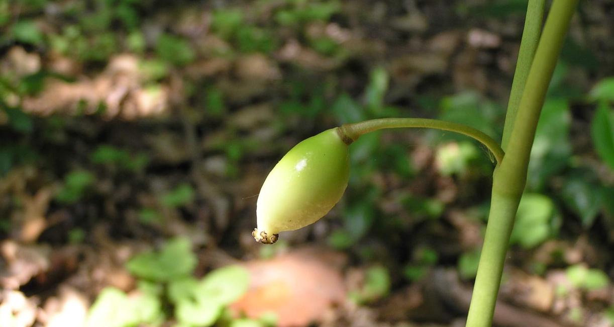 Mayapple fruit