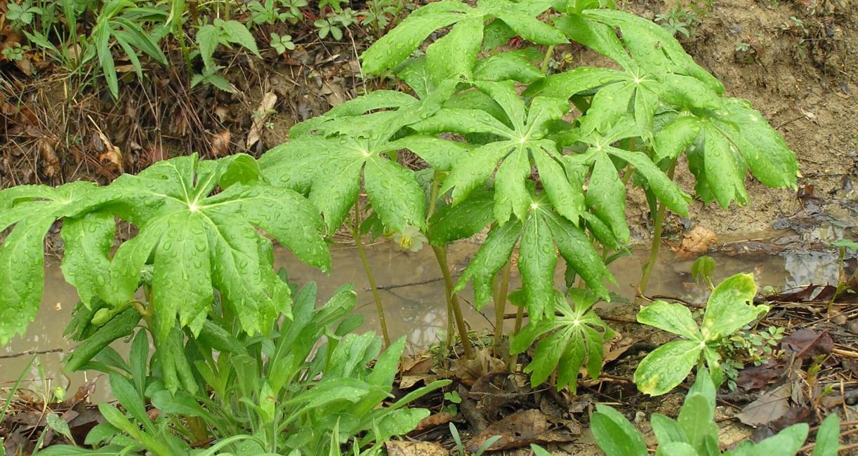 Mayapple habit