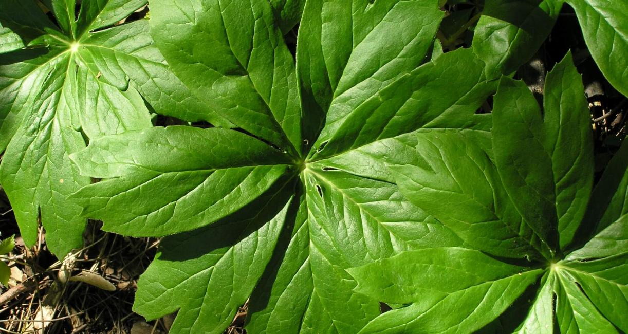 Mayapple leaves