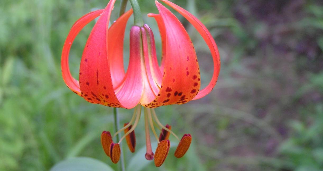 Michigan Lily flower