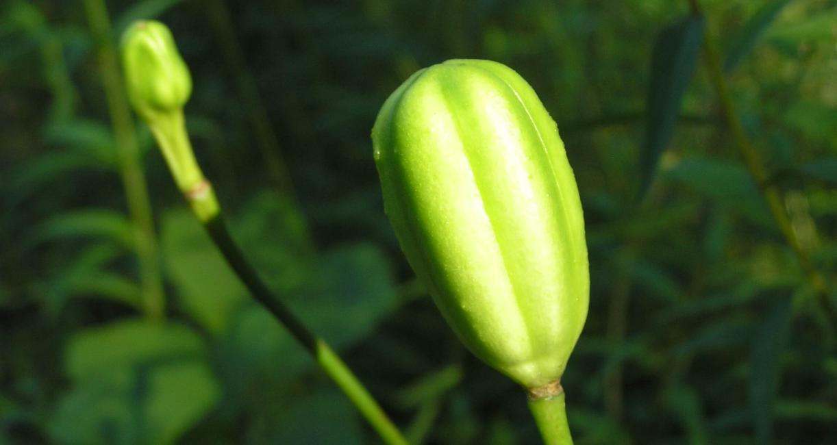 Michigan Lily fruit