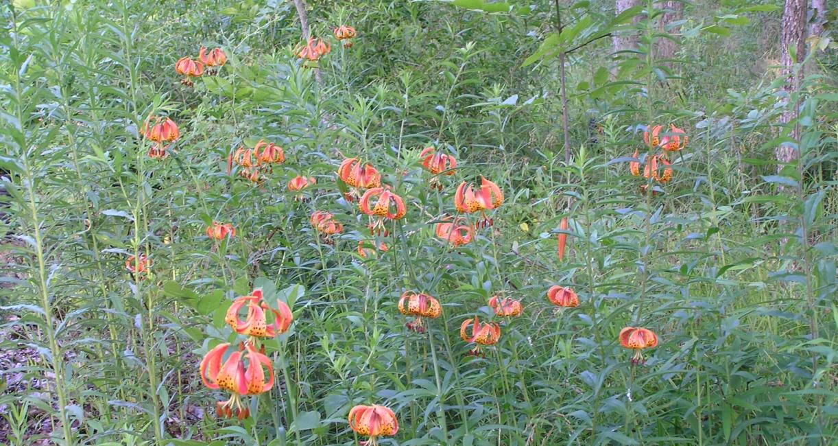 Michigan Lily habit