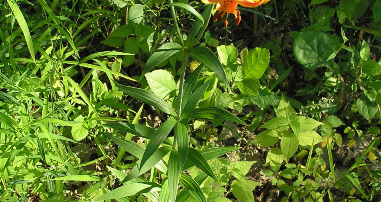 Michigan Lily habit