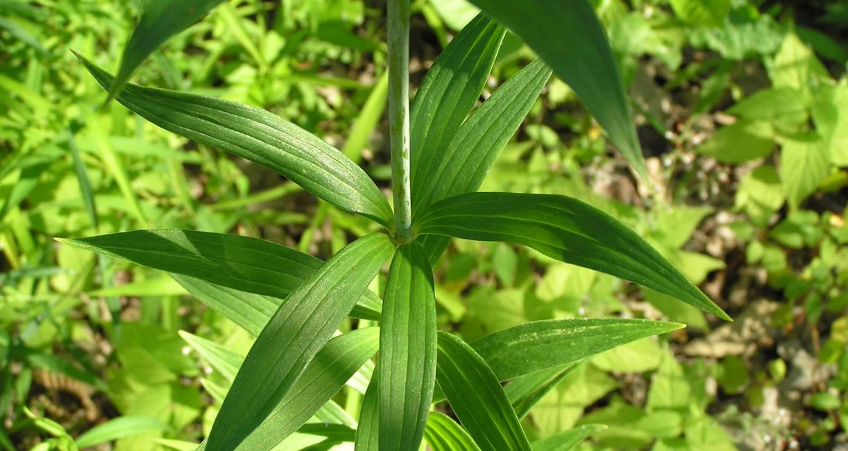 Michigan Lily leaves