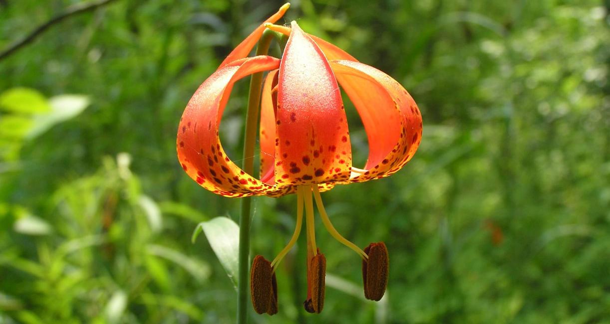 Michigan Lily