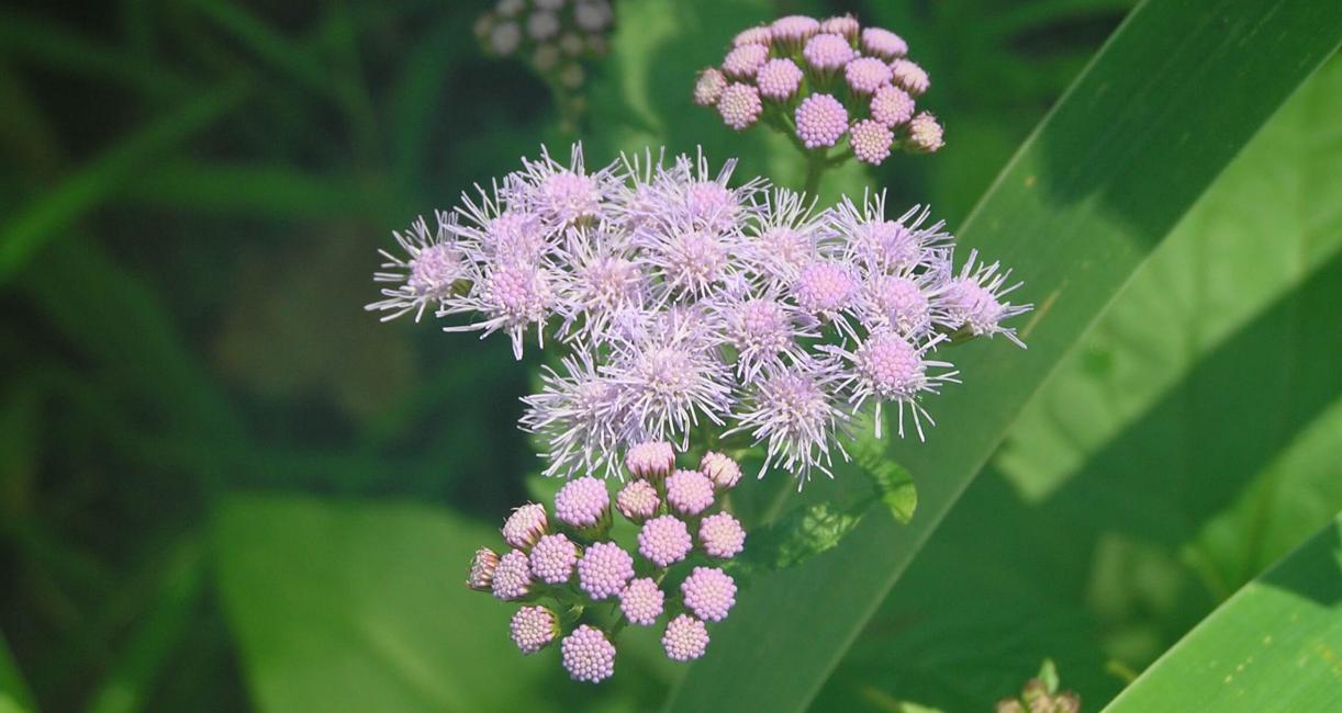Mistflower flower