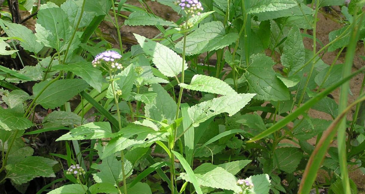 Mistflower habit