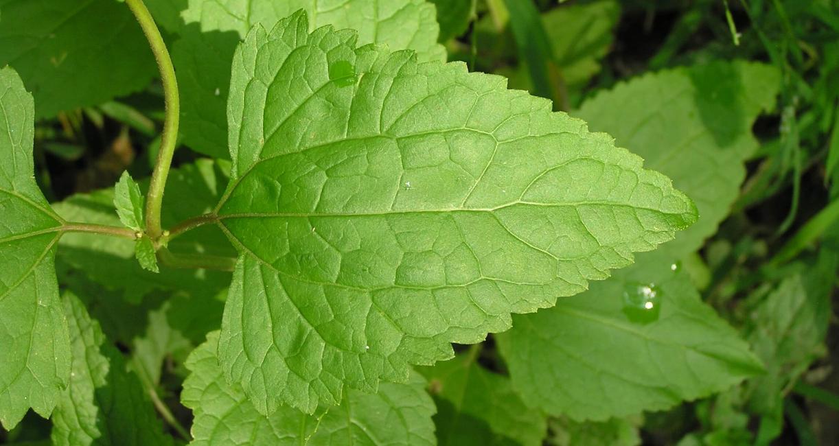 Mistflower leaves